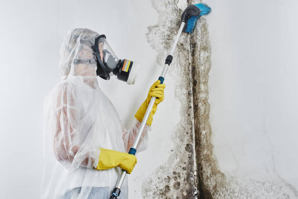 Best Fast Mold Removal  in Inwood, WV