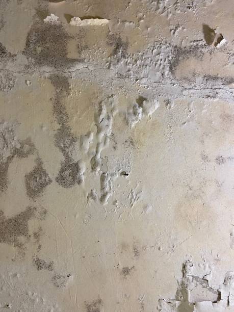 Best Black Mold Removal  in Inwood, WV
