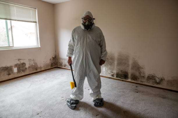 Professional Mold Removal in Inwood, WV