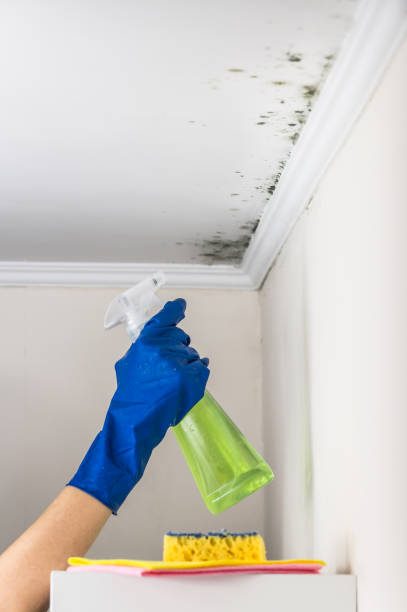 Best Black Mold Removal  in Inwood, WV